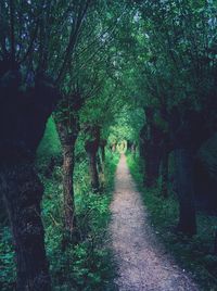 Narrow pathway along trees in forest