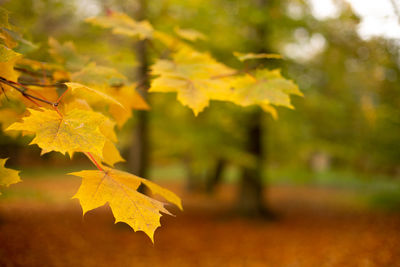 Close-up of yellow maple leaves