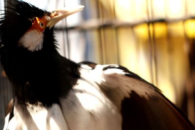 Close-up of a bird