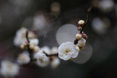 Close-up of white flowers