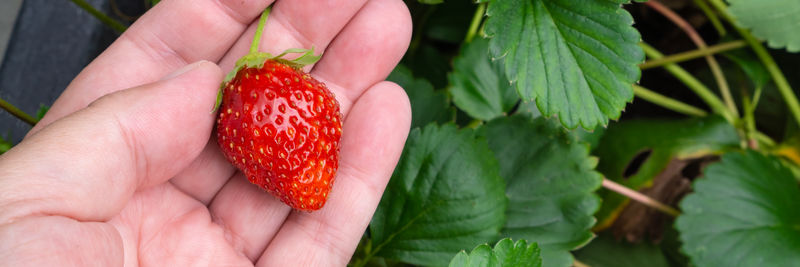 Close-up of hand holding strawberry