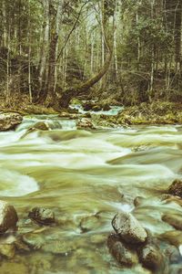 Scenic view of river flowing in forest