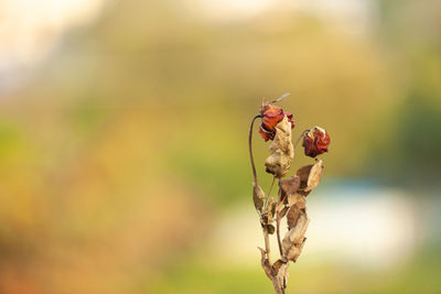 Close-up of insect on plant