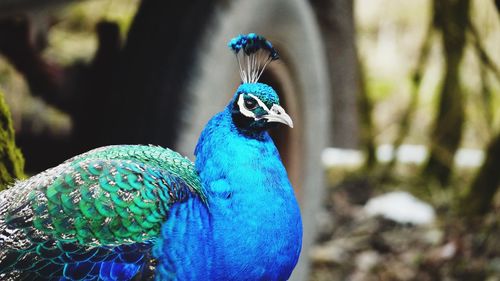 Close-up of peacock