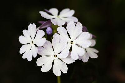 Close-up of white flowers
