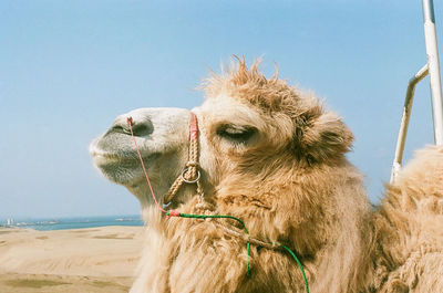 Close-up of camel on sand against clear sky