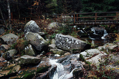 Plants growing on rocks in forest