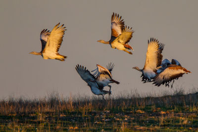 Flock of birds flying over lake