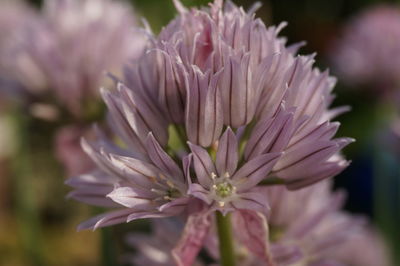 Close-up of pink flower blooming outdoors