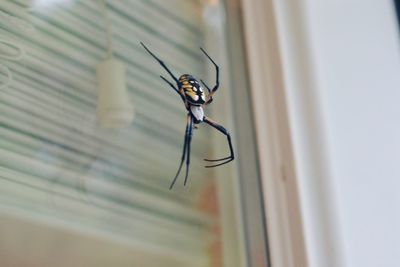 Close-up of insect on glass window