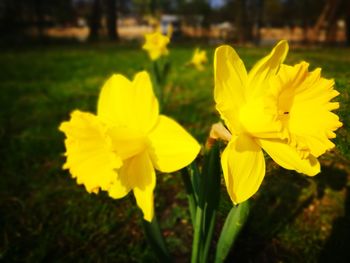 Close-up of yellow flowers blooming outdoors