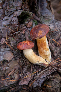 Close-up of mushrooms growing on tree trunk