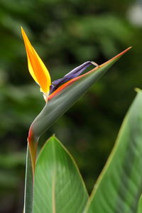 Close-up of flower on leaf