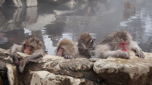 Japanese macaques in hot spring during winter