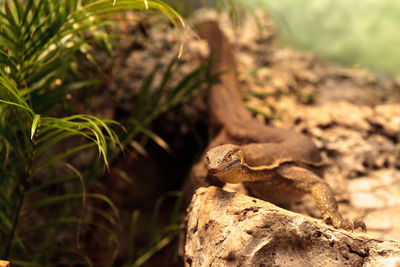 Close-up of lizard on rock