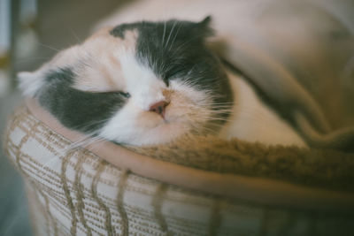 Close-up of cat sleeping