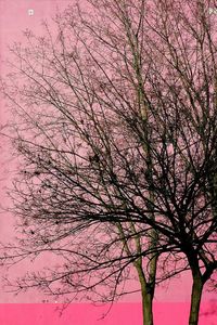 Pink flowers growing on tree