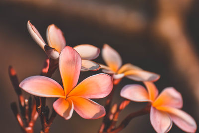 Close-up of frangipani on plant