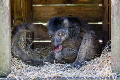 Close-up of young lemur eating food in zoo