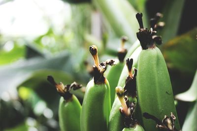 Close-up of insect on plant