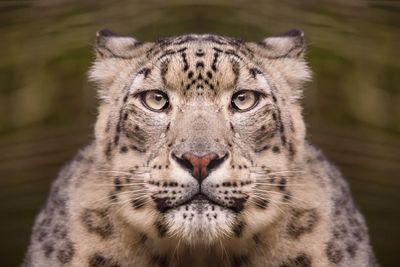 Close-up portrait of a big cat