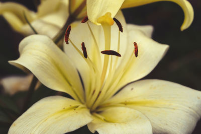 Close-up of white lily