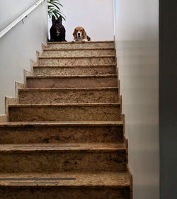 Low angle view of staircase in building