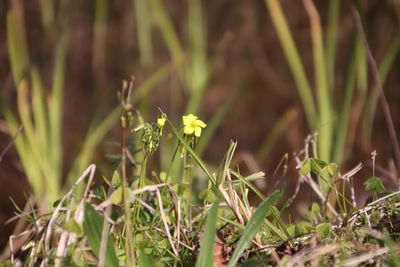Close-up of flowering plant on field