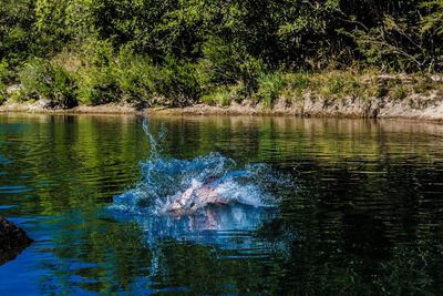 Ducks swimming in lake at forest