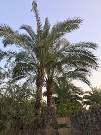 Low angle view of palm trees against sky