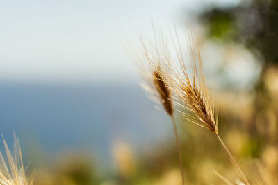 Close-up of wheat growing on field