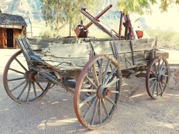Bicycles parked against trees