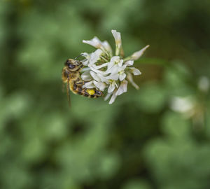 Close-up of bee on flower