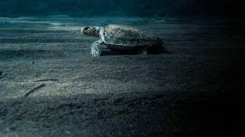 View of a turtle in the sea