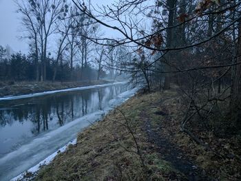 River amidst bare trees in forest during winter