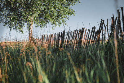 Plants growing on field against sky