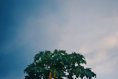 Low angle view of trees against blue sky