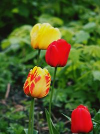 Close-up of yellow tulips blooming outdoors