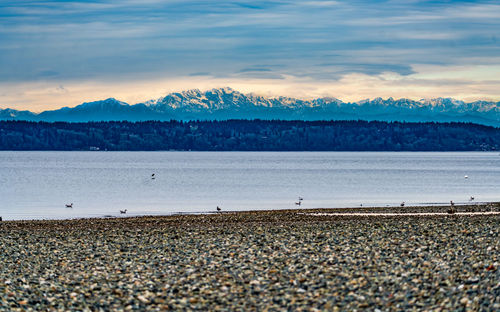 A landscape shot of a rocky shoreline with the puget sound and mountains in des moines, washington.