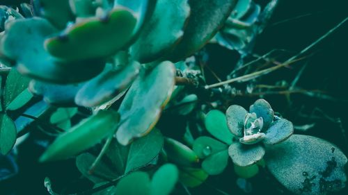 Close-up of plant with sea in background