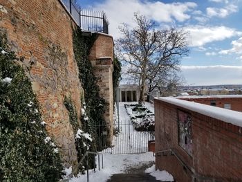 Trees and buildings against sky during winter