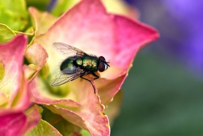 Close-up of insect on pink flower