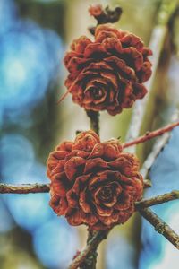 Close-up of flowers