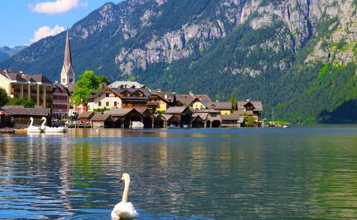 Swan swimming in lake against mountain