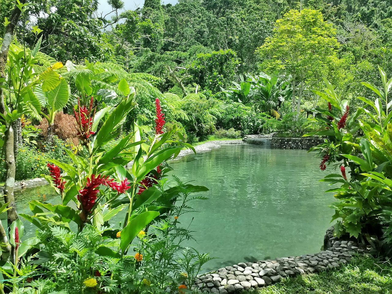 water, growth, plant, green color, tree, beauty in nature, nature, flower, leaf, tranquility, freshness, scenics, tranquil scene, green, branch, growing, lush foliage, pond, day, outdoors