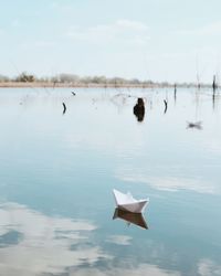 Bird swimming in lake against sky