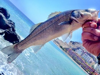 Close-up of hand holding fish in sea