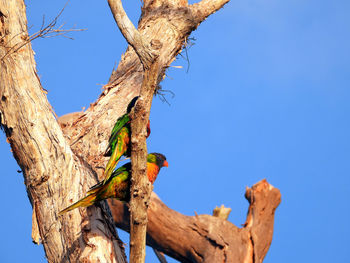 Low angle view of bird perching on tree against blue sky