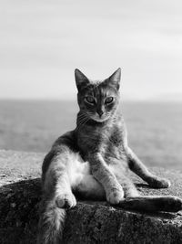 Portrait of cat relaxing on sea