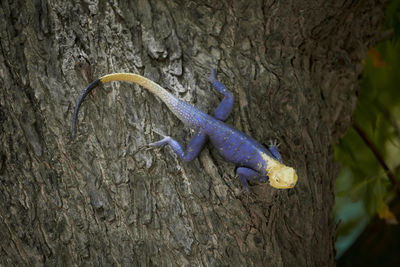 Close-up of lizard on tree trunk